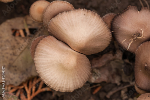 Wild mushroom growing in the garden.Natural