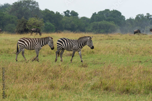 A herd of Zebras grazing in the grasslands inside Masai Mara National Reserve during a wildlife safari