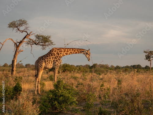 Giraffe in Savuti  Botswana