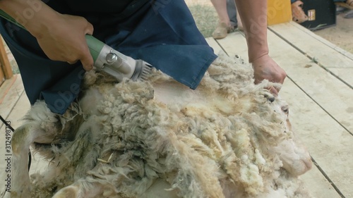 Men shearer shearing sheep at agricultural show in competition. The process by which wool fleece of a sheep is cut off. Electric professional sheep manual hair clipper sheep cutting shearing machine. photo