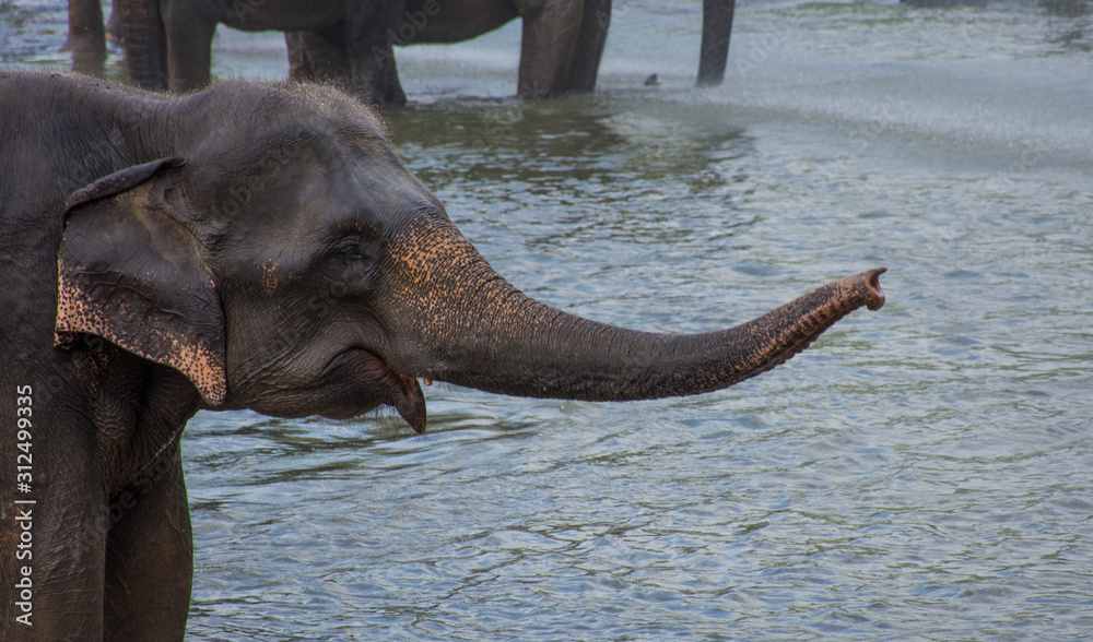 Elephant baby taking a refreshing bath