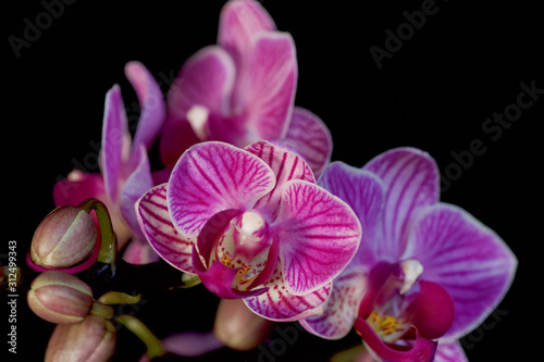 Orchidaceae Magnoliopsida Tracheophyta lila pink rosa vor schwarzem hintergrund