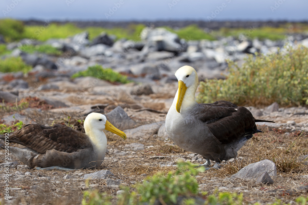 Fototapeta premium Galapagos islands native albatros dancing in the day
