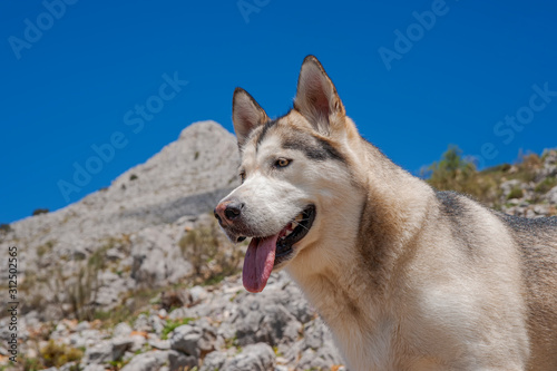 Alaskan malamute en un entorno natural