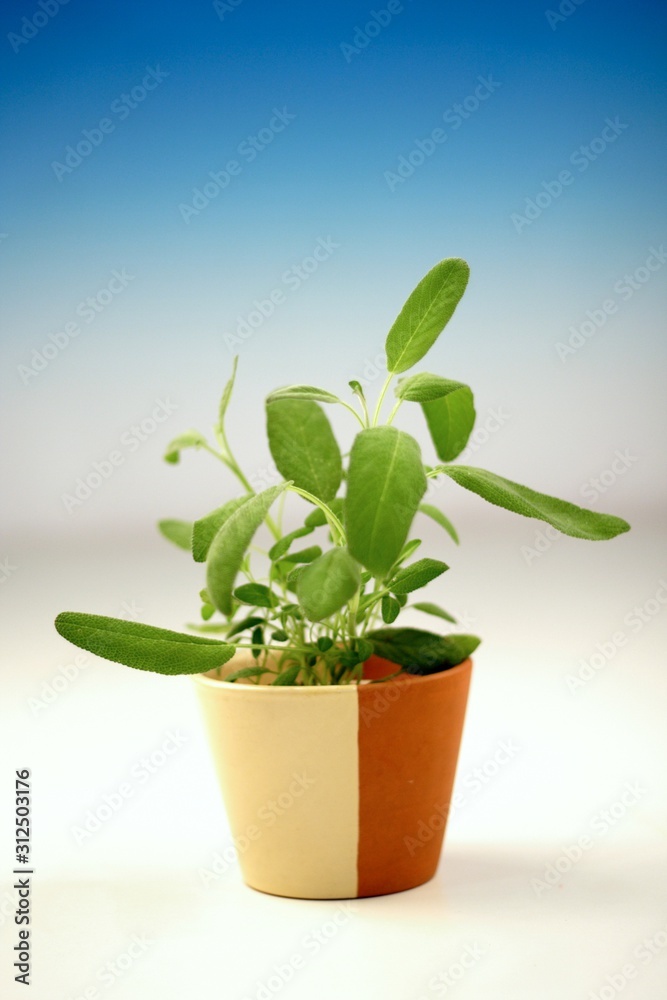 Obraz premium Fresh sage