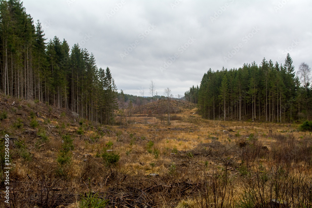 Obraz premium A view over a clear-felled area 