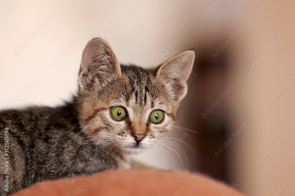 Cute little cat of tabby striped color with big green scared eyes look with fear expression. Funny kitten face emotion.  Indoors, selective focus, copy space.