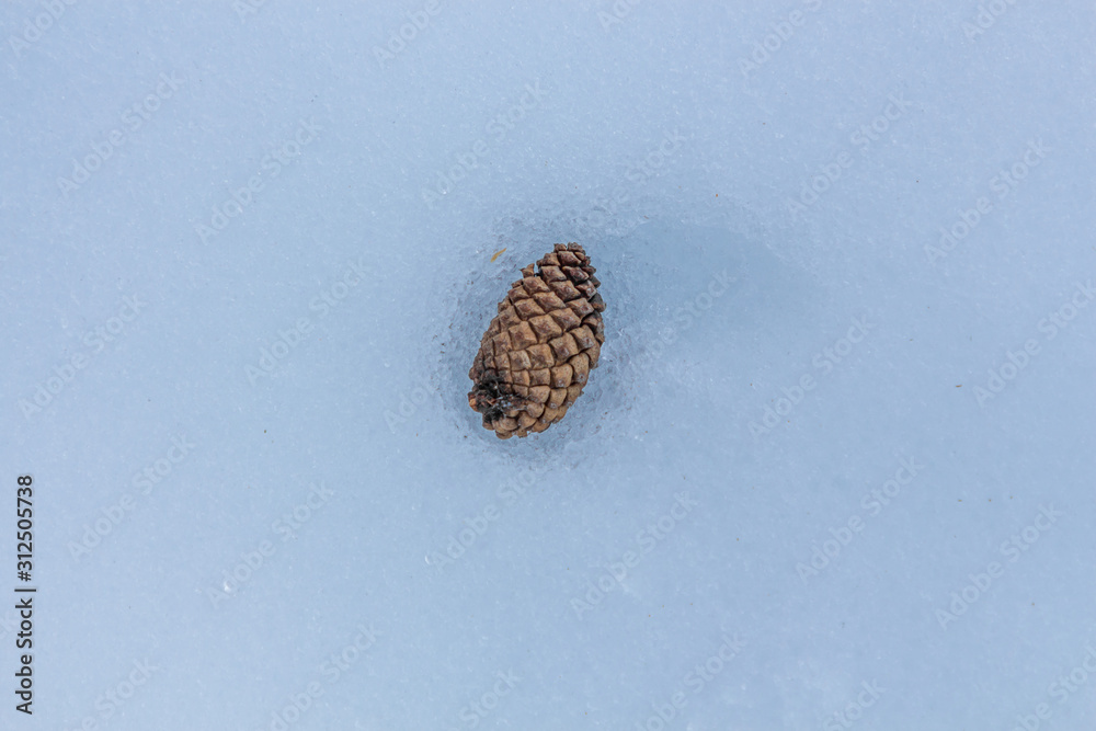 Pine tree in the snow. Nature element concept Pine tree in the snow. Nature element concept