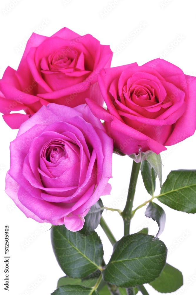 Close-up of pink rose on white background Close-up of pink rose on white background