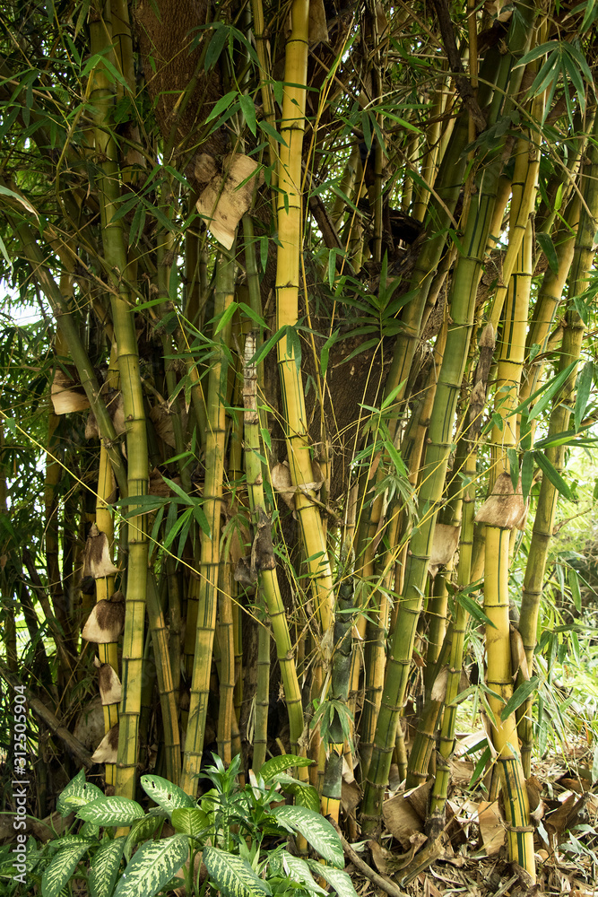 Obraz premium Banboo tree