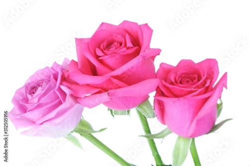 Close-up of pink rose on white background