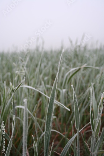 View of rozen grass on meadow