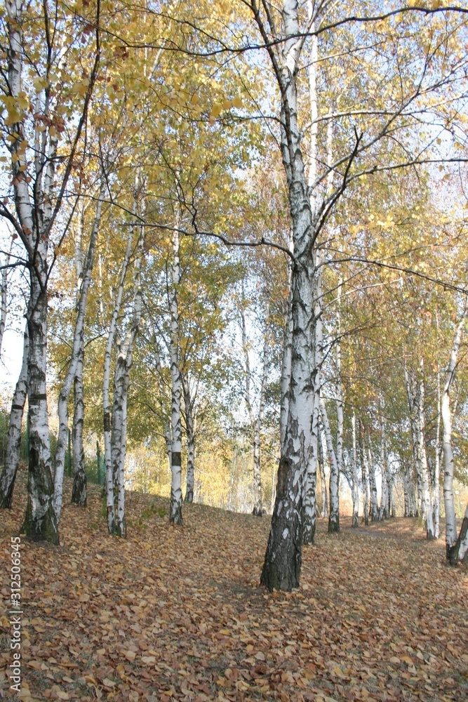 Fototapeta premium Autumn colors in the park