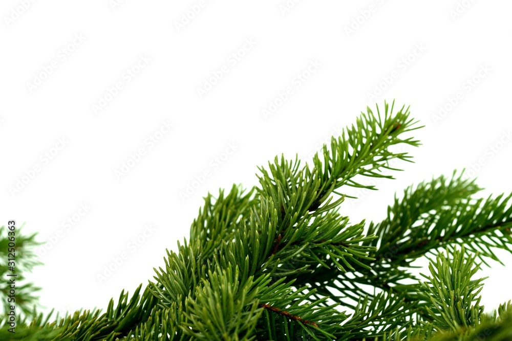 Naklejka premium Pine branch on white background