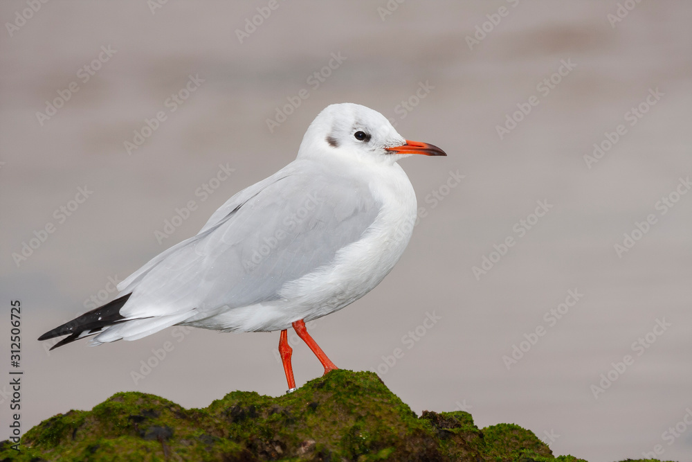 Black Headed gull with winter plumage, Chroicocephalus ridibundus Black Headed gull with winter plumage, Chroicocephalus ridibundus