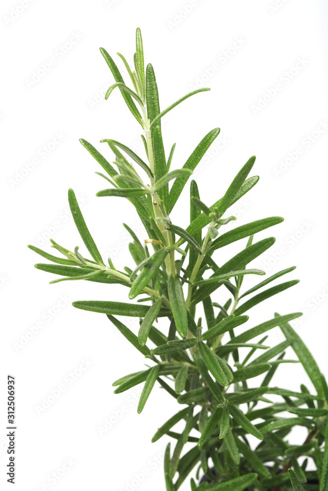 Fototapeta premium Rosemary on white background - studio shot