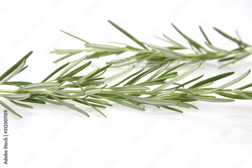 Fototapeta premium Rozmaryn na białym tle - wyśmienity