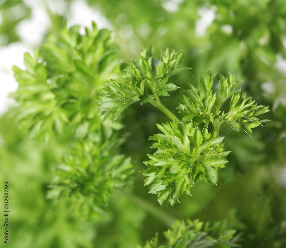 Parsley on white background - close-up Parsley on white background - close-up