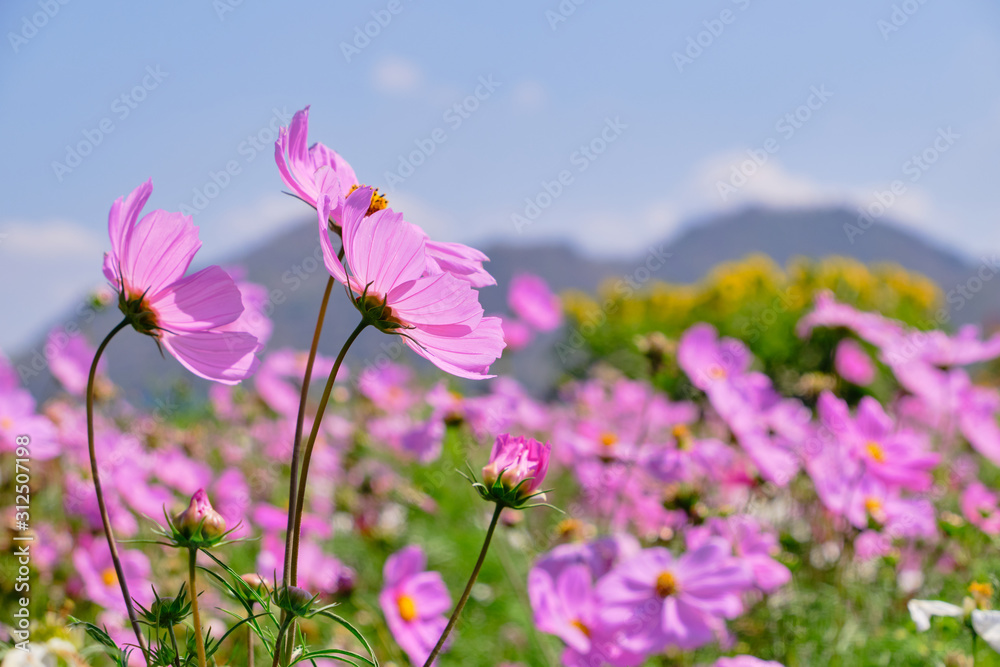 Pink cosmos flower with blue sky and cloud background