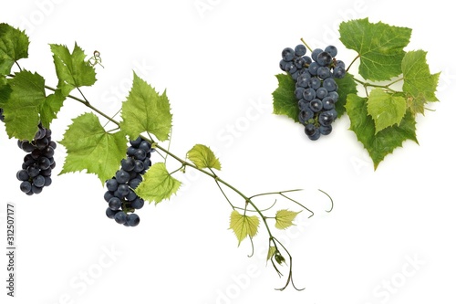 Grapes on white background - studio shot