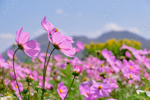 Pink cosmos flower with blue sky and cloud background