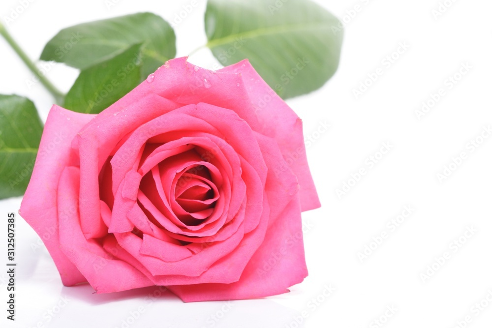 Rose on white background - close-up Rose on white background - close-up