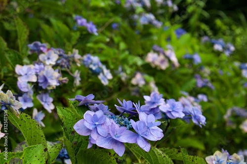 梅雨の花（紫陽花）
