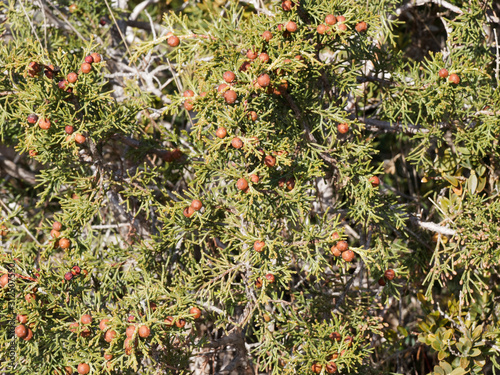 Blue-green foliage and female orange-brown cones or berries of Phoenicean junipera (Juniperus phoenicea turbinata) photo