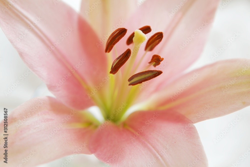 Close-up of pink flower