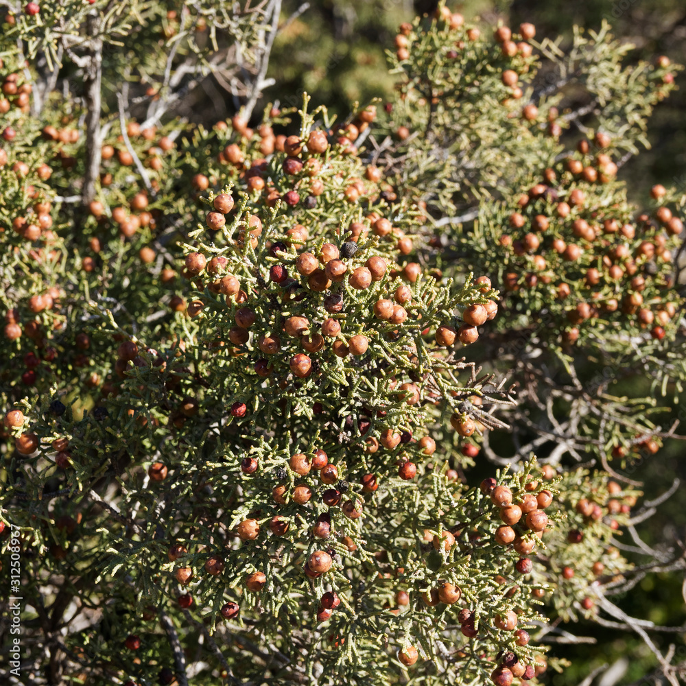 Blue-green foliage and female orange-brown cones or berries of Phoenicean junipera (Juniperus phoenicea turbinata)
