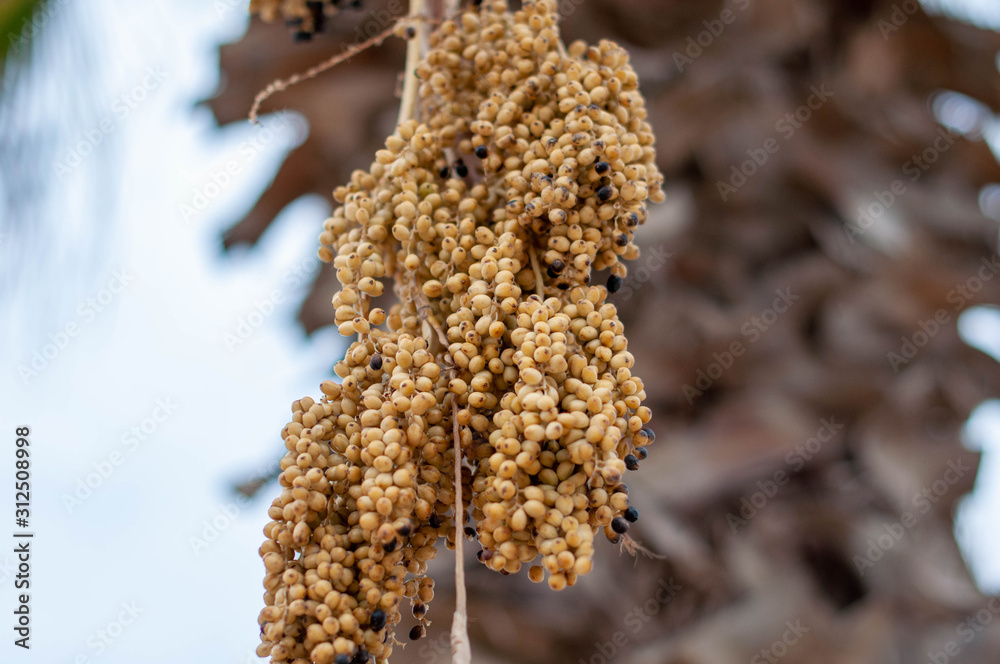 Naklejka premium Palm tree fruits hanging down