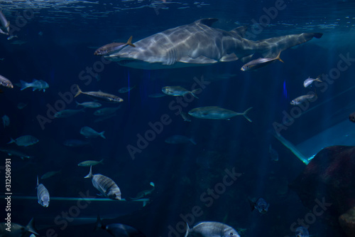 Shark and fish in an aquarium