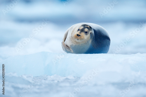 Bearded seal on blue and white ice in arctic Svalbard, with lift up fin. Wildlife scene in the nature.