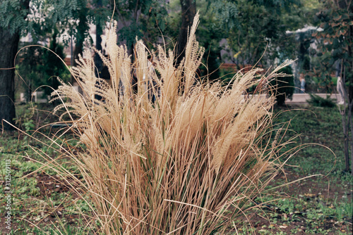 Wheat growing in the middle of a park lawn