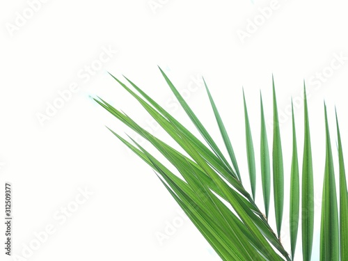 green grass isolated on white background