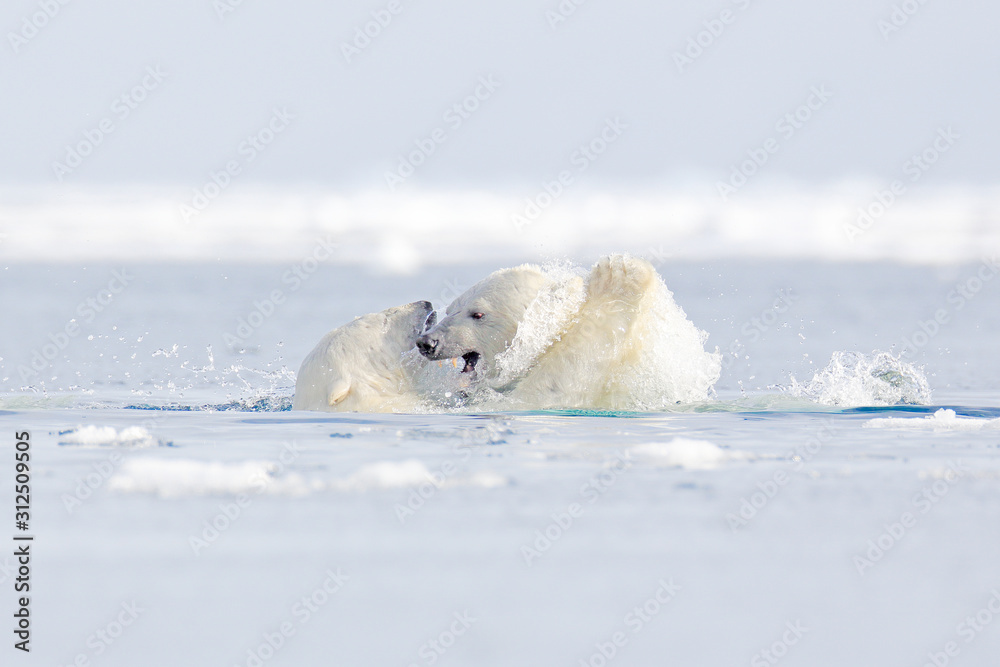 Two polar fight in the sea water. White bear feeding on drift ice with snow, Manitoba, Canada. Bloody nature with big animals. Dangerous baer with carcass. Arctic wildlife, animal food behaviour. Stock Two polar fight in the sea water. White bear feeding on drift ice with snow, Manitoba, Canada. Bloody nature with big animals. Dangerous baer with carcass. Arctic wildlife, animal food behaviour. Stock