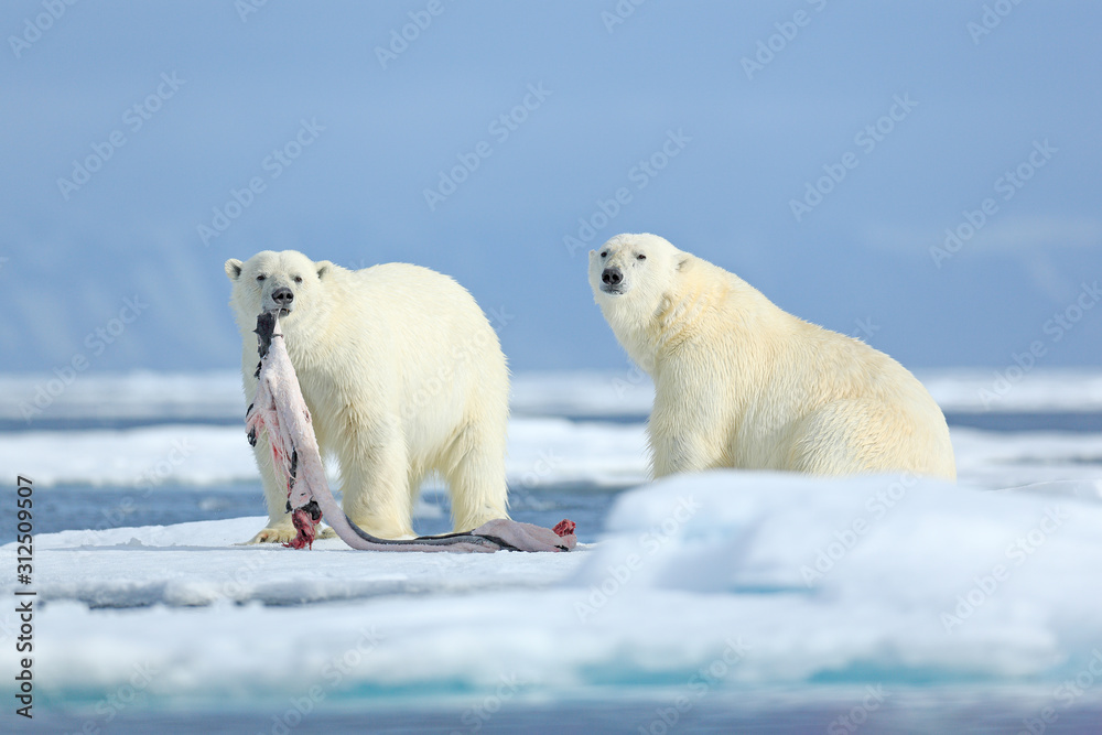 Naklejka Two polar bears with killed seal. White bear feeding on drift ice with snow, Manitoba, Canada. Bloody nature with big animals. Dangerous baer with carcass. Arctic wildlife, animal food behaviour.