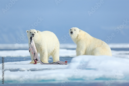 Two polar bears with killed seal. White bear feeding on drift ice with snow, Manitoba, Canada. Bloody nature with big animals. Dangerous baer with carcass. Arctic wildlife, animal food behaviour.