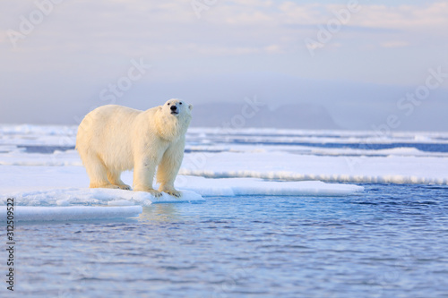 Backpack Two polar bears with killed seal. White bear feeding on drift ice  with snow, Manitoba, Canada. Bloody nature with big animals. Dangerous baer  with carcass. Arctic wildlife, animal food behaviour. -