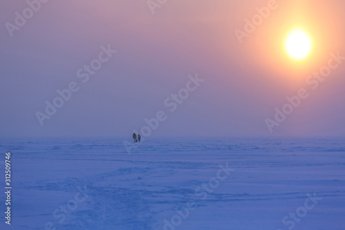 Winter evening landscape with family silhouettes in the far and a sun disk in the sky. Natural winter background. Beautiful winter sunset at ice desert