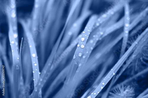 Beautifully blue grass with water drops after the summer rain. Color trend of 2020.