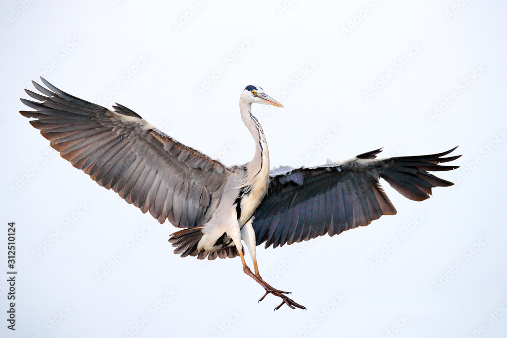 Obraz premium Bird flight. Grey Heron, Ardea cinerea, fly on the sky. Water bird in the forest lake in the nature habitat. Animal from Germany.