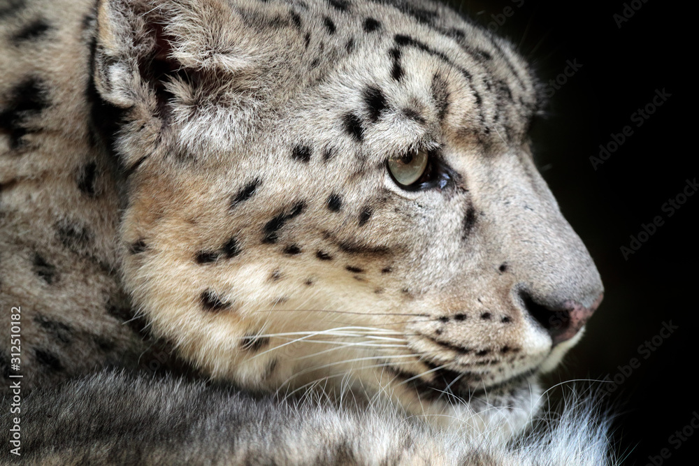 Fototapeta premium Face portrait of snow leopard with green vegation, Kashmir, India. Wildlife scene from Asia. Detail portrait of beautiful big cat snow leopard, Panthera uncia.