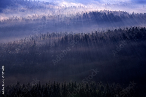Ray beam of sunset light in the wild nature. Spruce trees in the forest during morning, Kleiner Winterberg hill viewpoint in Saxony Switzerland, Germany. Magic sunset in landcape.