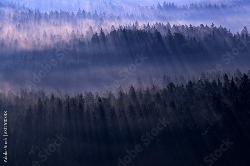 Ray beam of sunset light in wild nature. Spruce trees in the forest during morning sun, Kleiner Winterberg hill viewpoint in Saxony Switzerland, Germany. Magic sunset in landscape, travelling Europe.