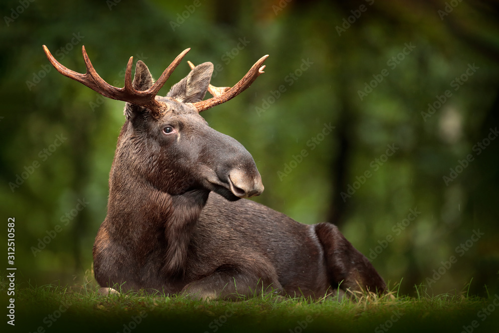 Moose or Eurasian elk, Alces alces in the dark forest during rainy day.  Beautiful animal in the nature habitat. Wildlife scene from Sweden. foto de  Stock | Adobe Stock