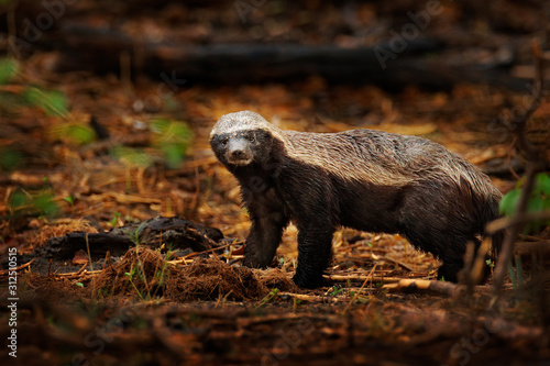 Fototapeta Honey badger, Mellivora capensis, also known as the ratel, in the dark forest habitatr