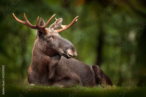 Moose or Eurasian elk, Alces alces in the dark forest during rainy day. Beautiful animal in the nature habitat. Wildlife scene from Sweden. photo