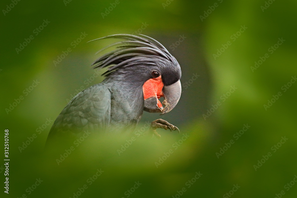 Palm Cockatoo - eBird