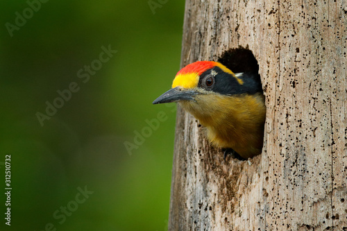 Bird in the tree nest hole, detail portrait. Golden-naped woodpecker, Melanerpes chrysauchen, sitting on tree trink with nesting hole, black and red bird in nature habitat, Corcovado, Costa Rica. © ondrejprosicky